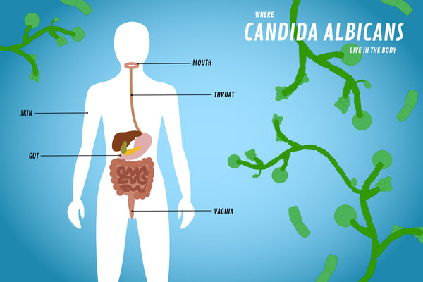 Candida 101: What is Candida Overgrowth?